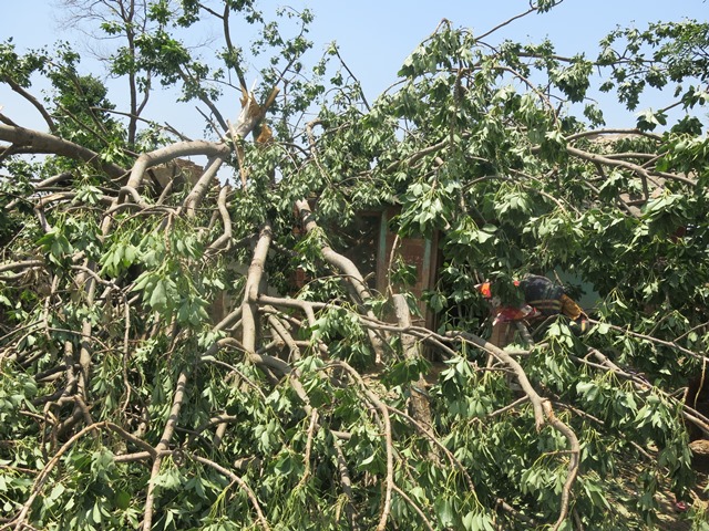 photo20190607kailali (12)