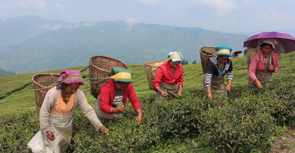 Photo 20200928 Tea Ilam