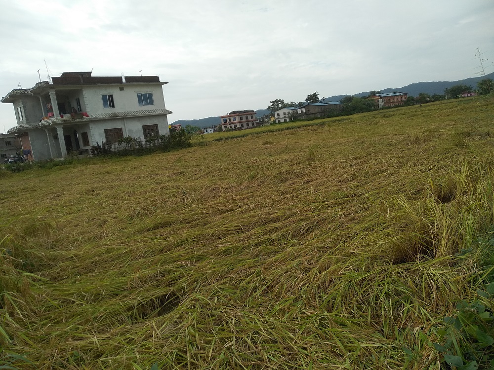 Photo 202101021 Morang (3)