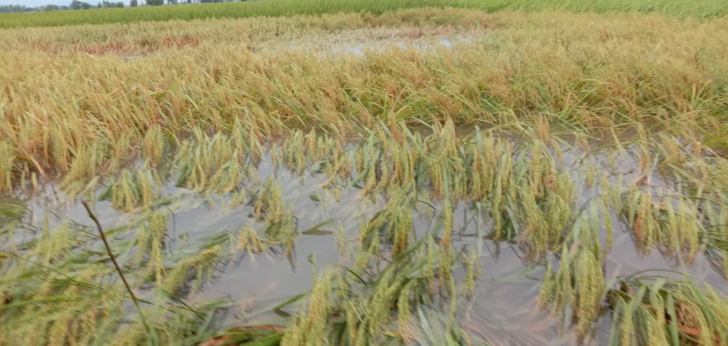 Photo 202101021 Morang (7)