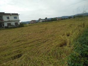 Photo 202101021 Morang (4)
