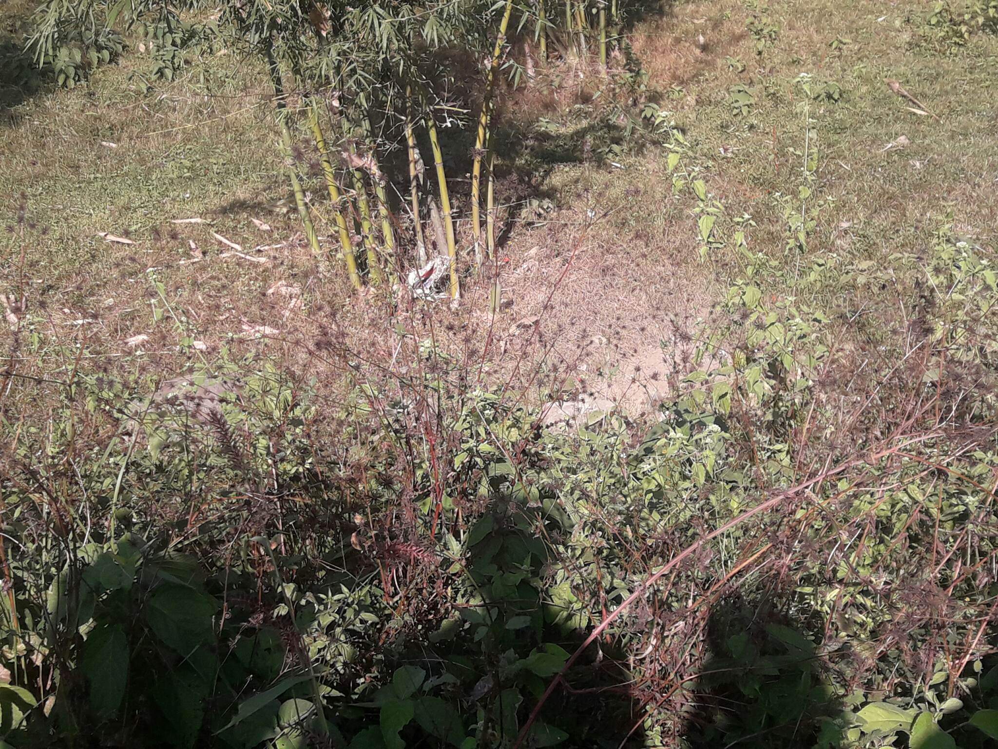Photo 20221119 Udayapur (2)