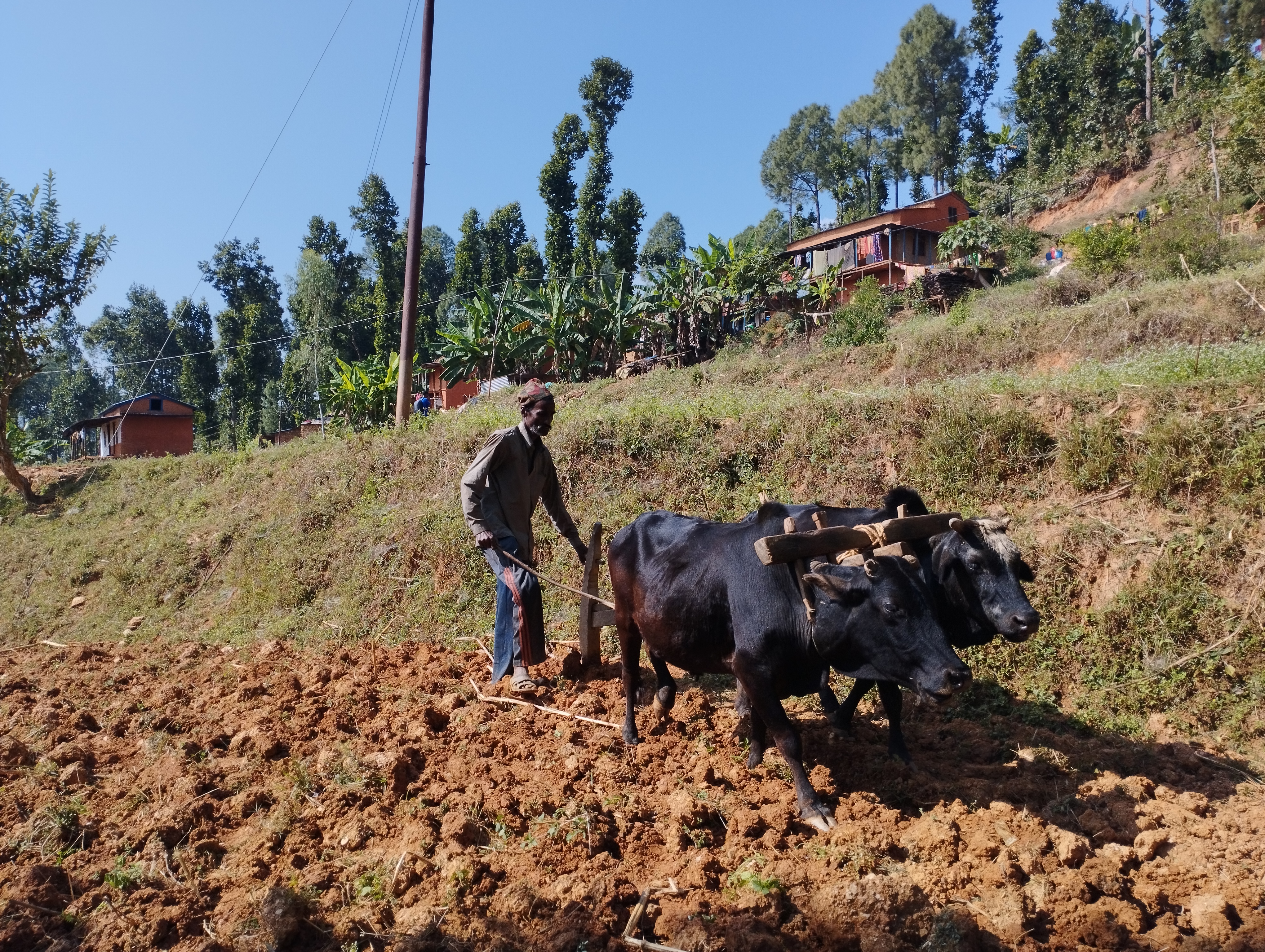 PhotoDailekh20221115 (1)