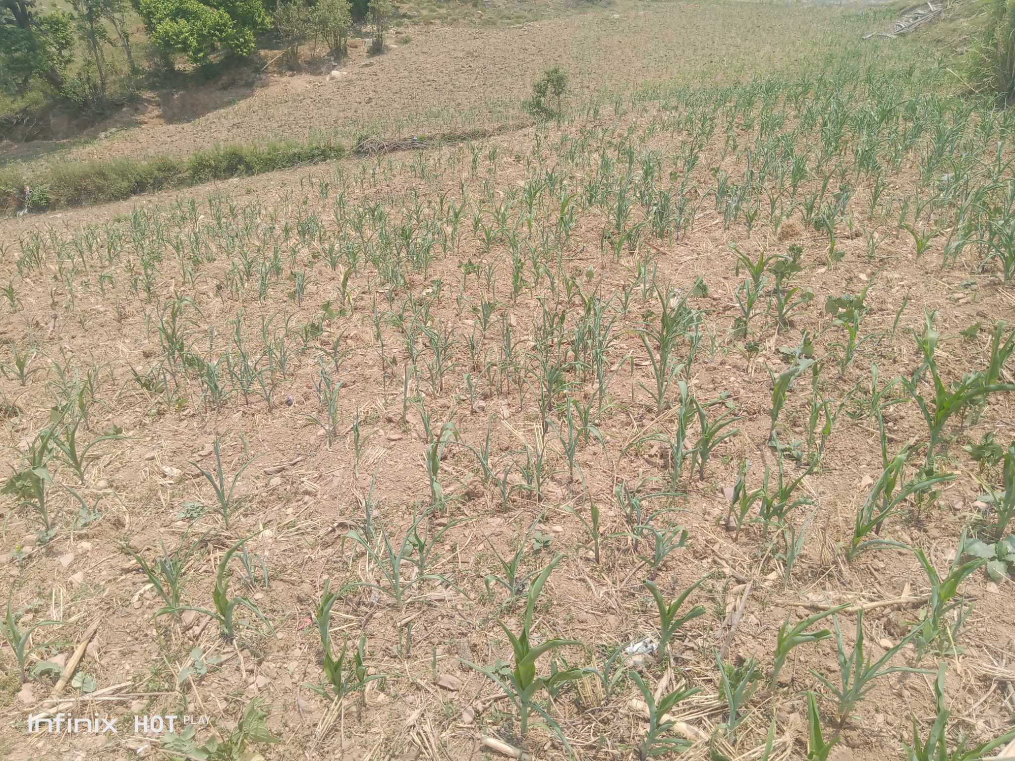 Photo20240618Salyan (1)