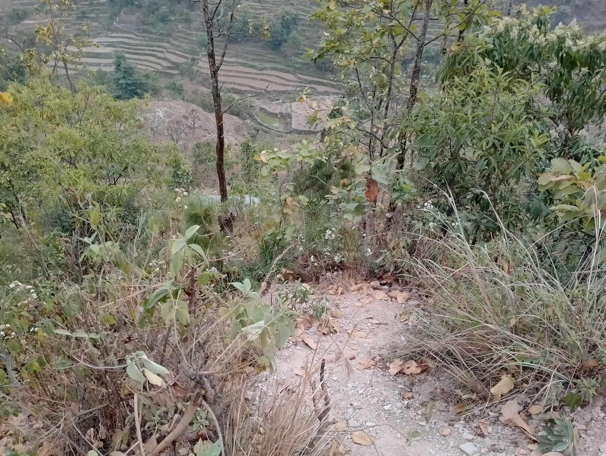 Photo09072024Palpa2