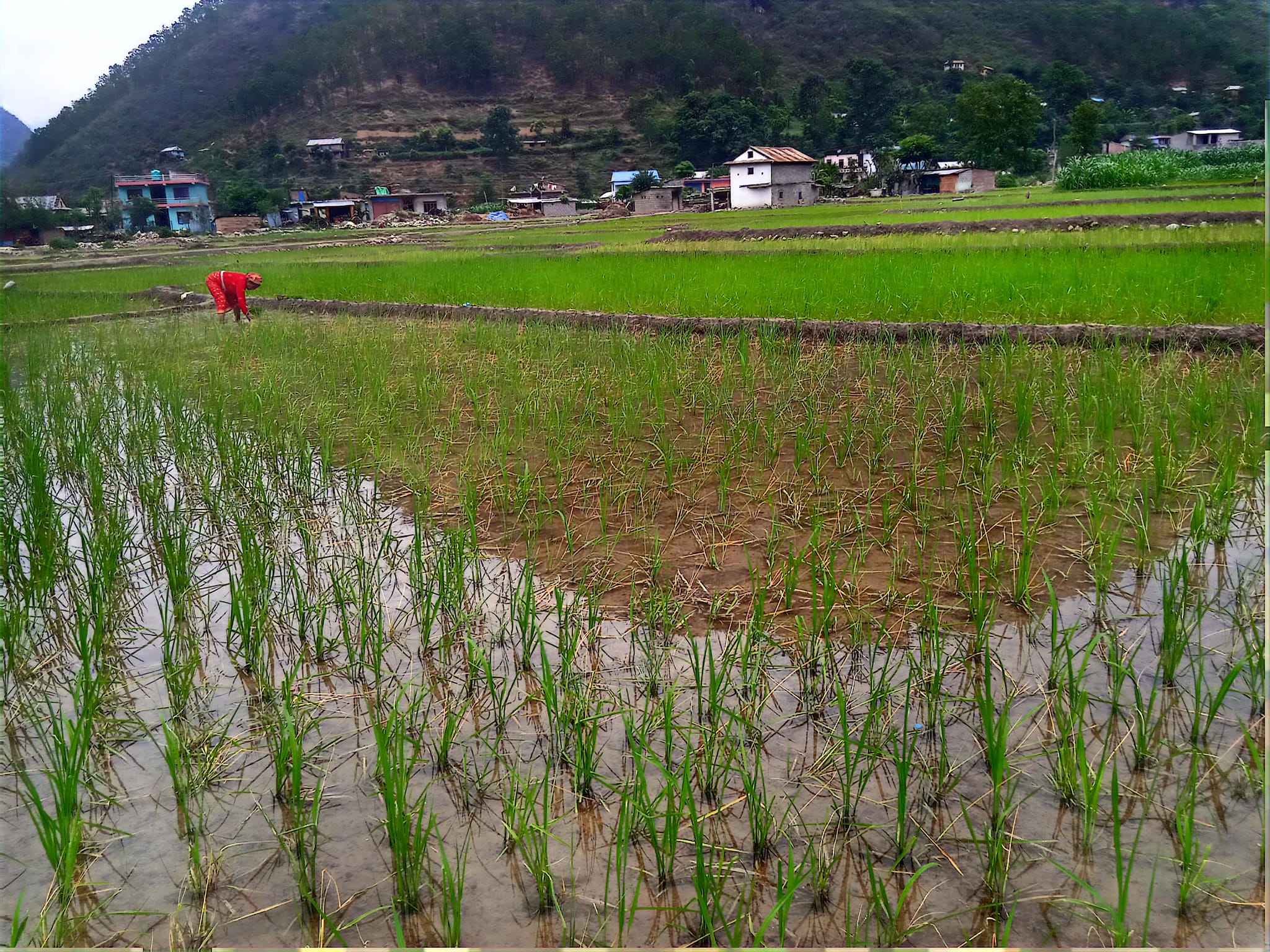 Photo20240715Salyan