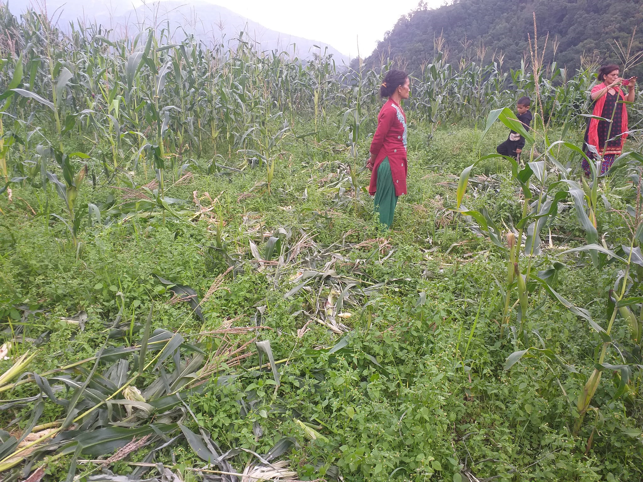Photo 2025-08-08 Gulmi-02